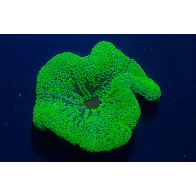 Haddon's Carpet Anemone (Stichodactyla haddoni)
