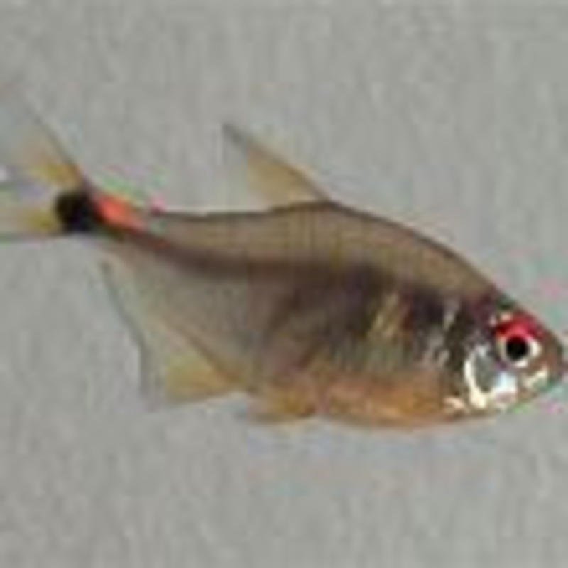 Head-and-taillight Tetra