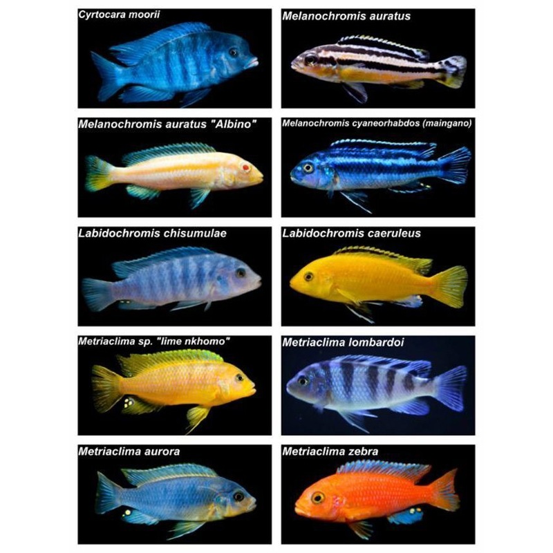 Lake Malawi Mixed Mbuna Cichlid (Assorted)