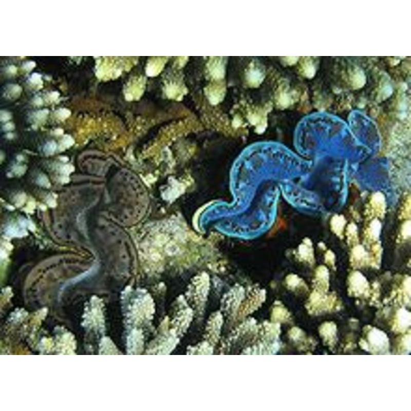 Maxima Clam