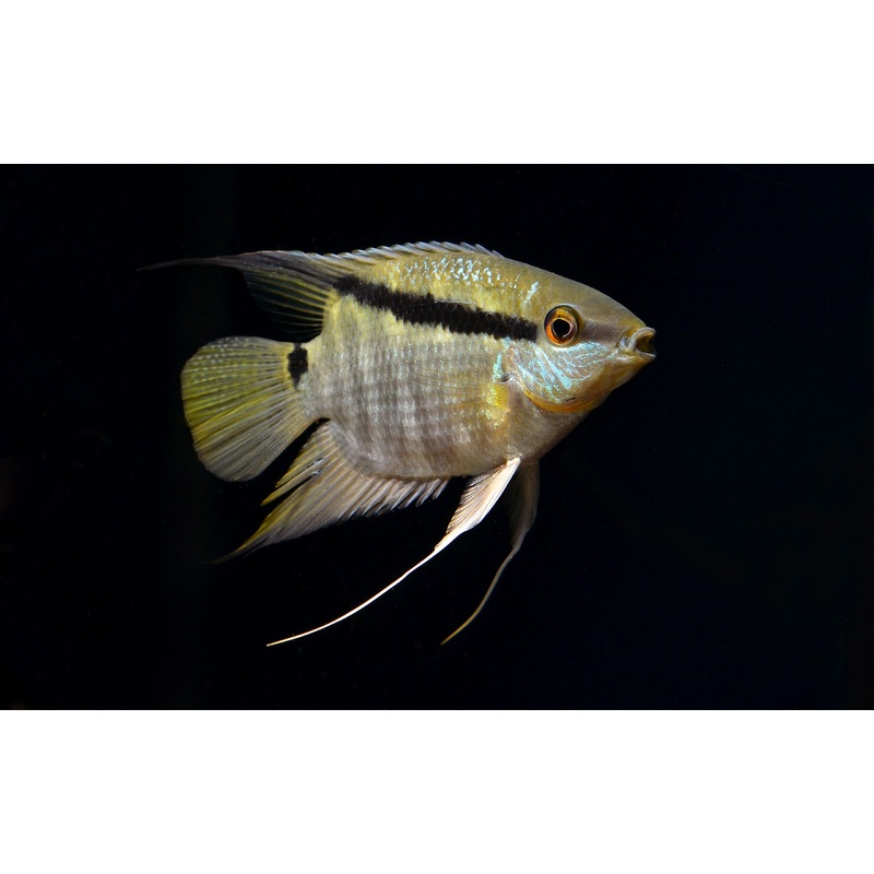 Mesonauta mirificus (Flag Cichlid)