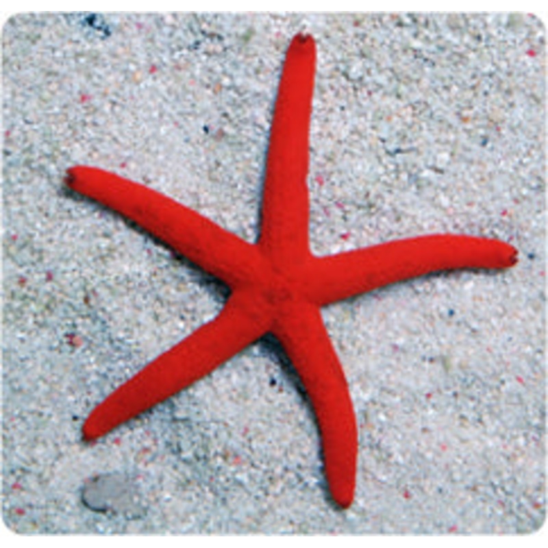 Orange Linkia Starfish (bigish)
