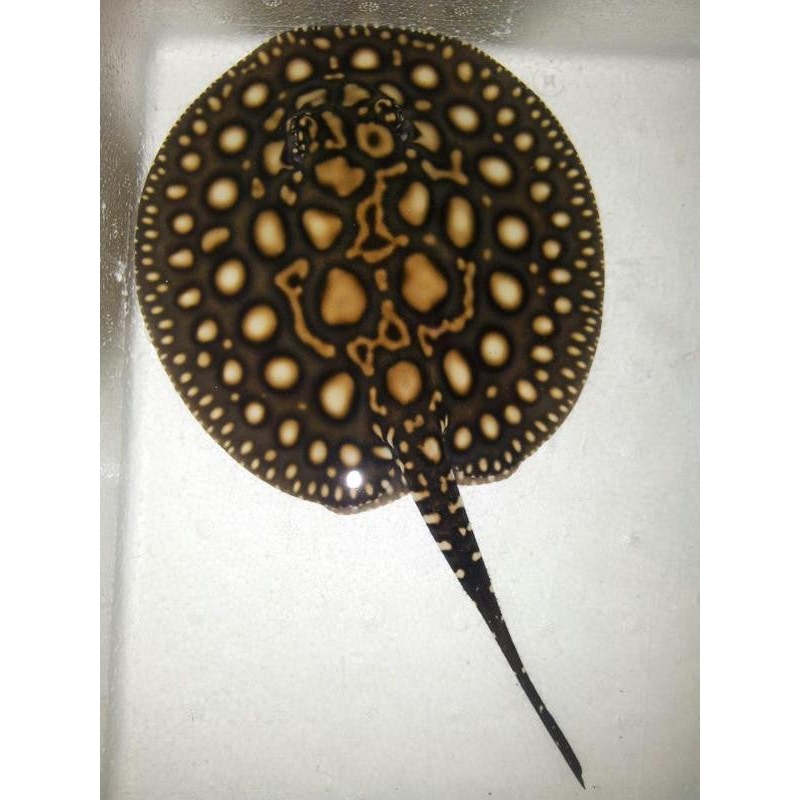 Pair of Pearl Stingray   Potamotrygon jabuti"