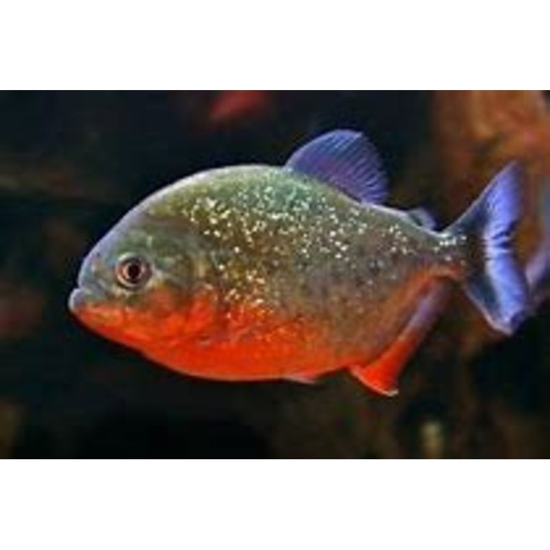 Red-bellied Piranha  (Pygocentrus nattereri)