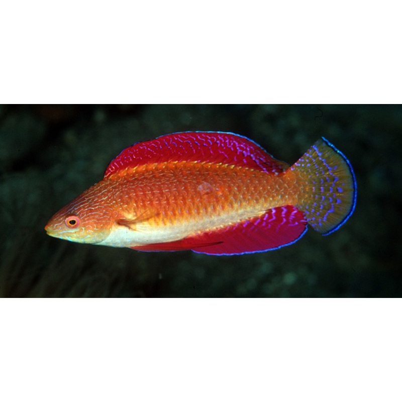 Red Fin Fairy Wrasse (Cirrhilabrus rubripinnis)