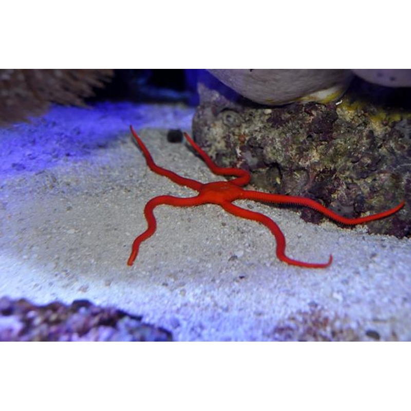 Red Serpent Starfish