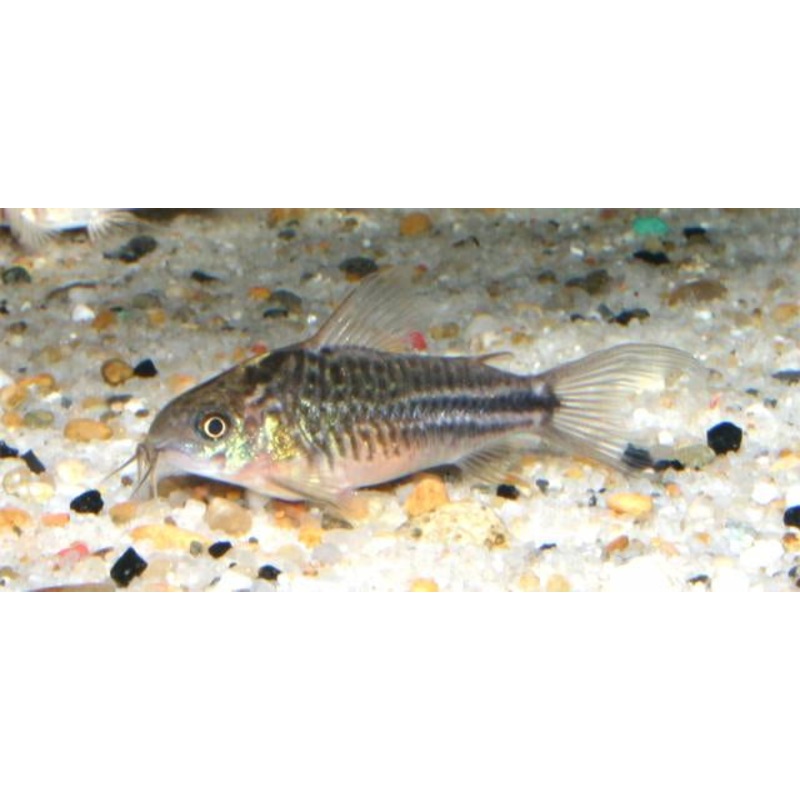 San Juan Corydora