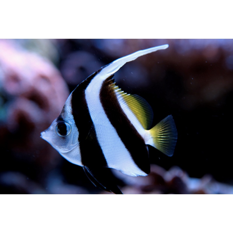 Schooling Bannerfish