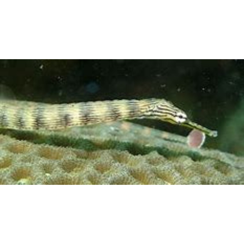 Scribbled Pipefish