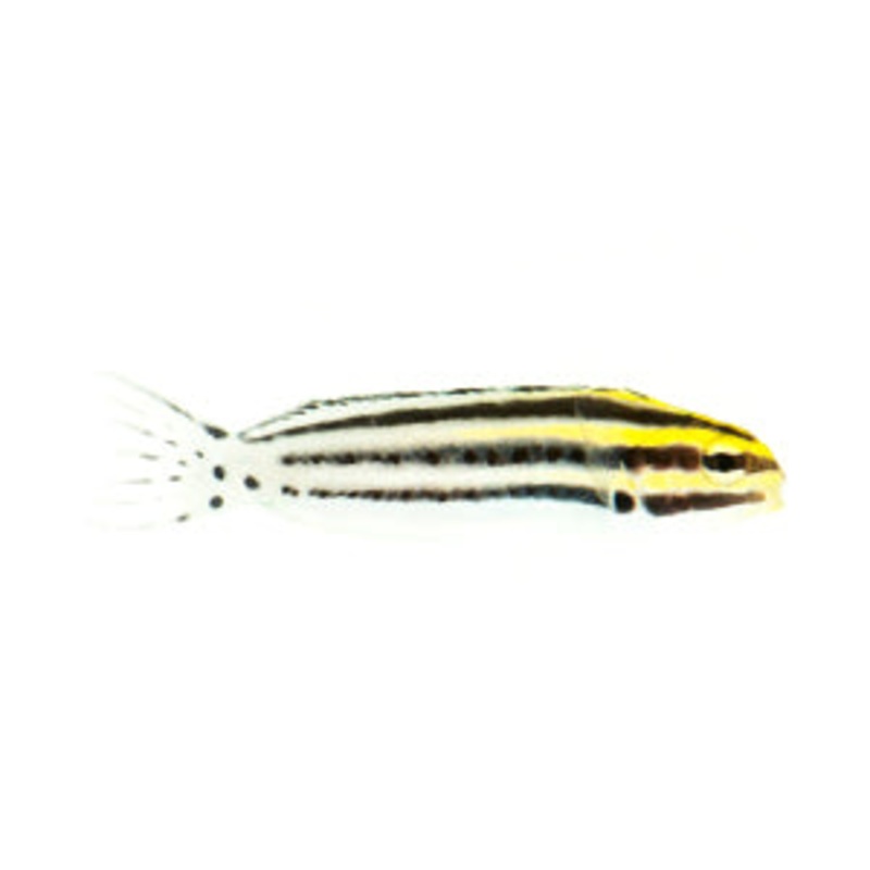 Striped Blenny
