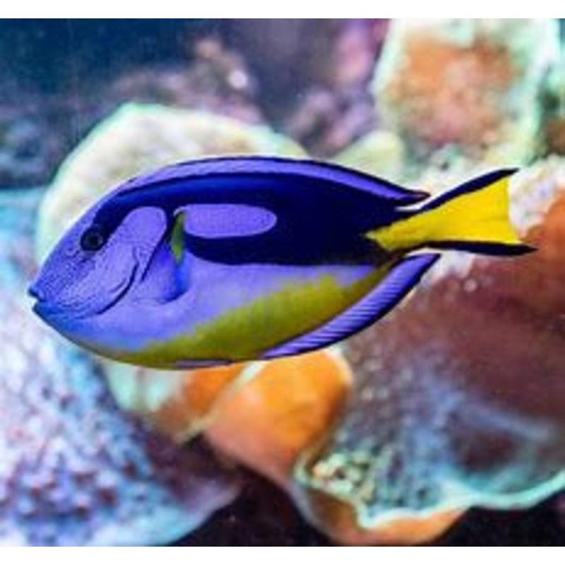 Yellow Belly Hippo Tang