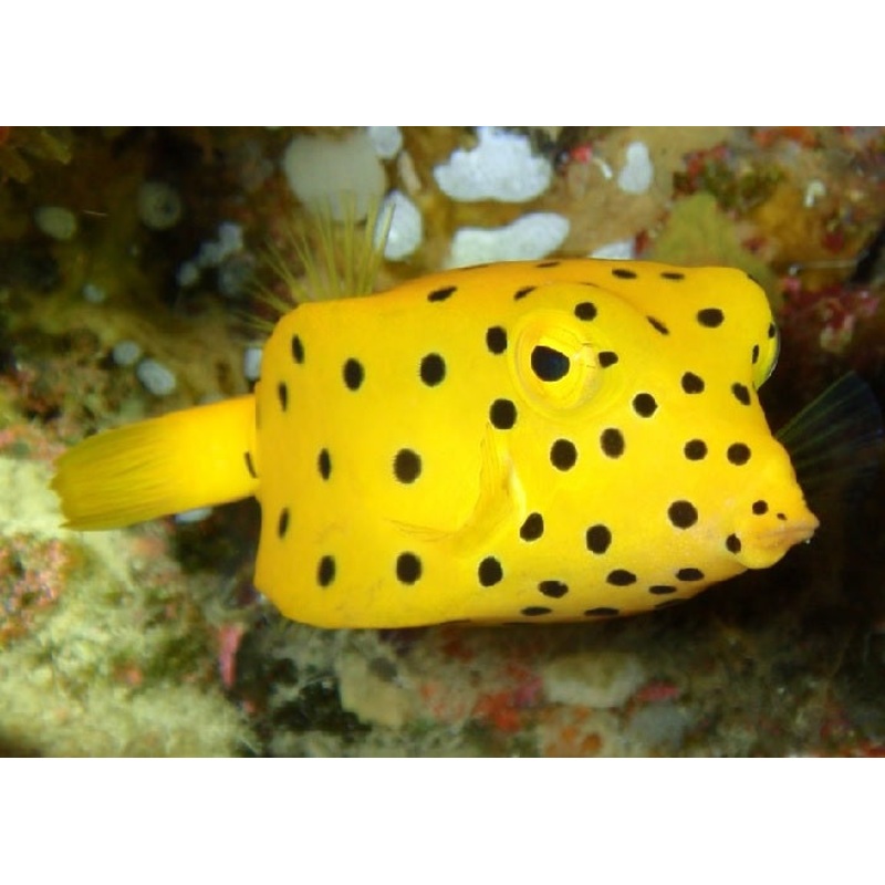 Yellow Boxfish "Ostracion cubicus"