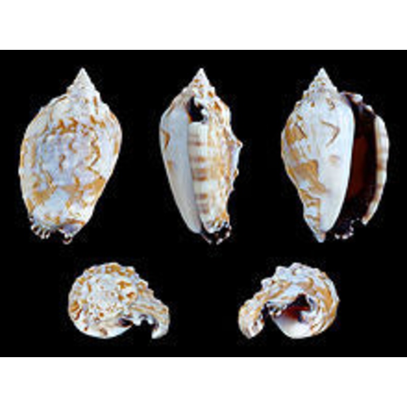 Assorted Conch Snails
