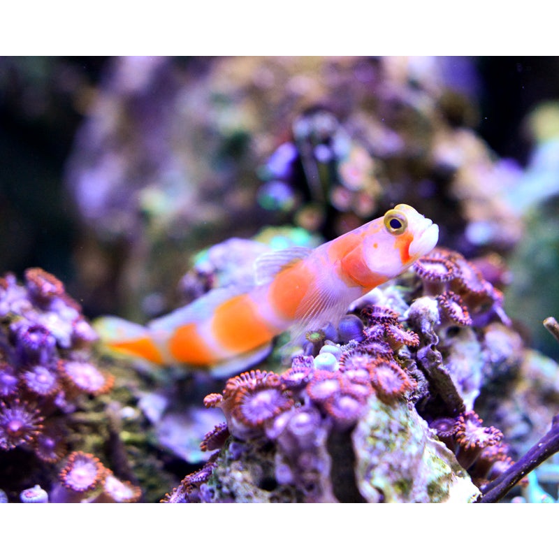 Aurora Goby