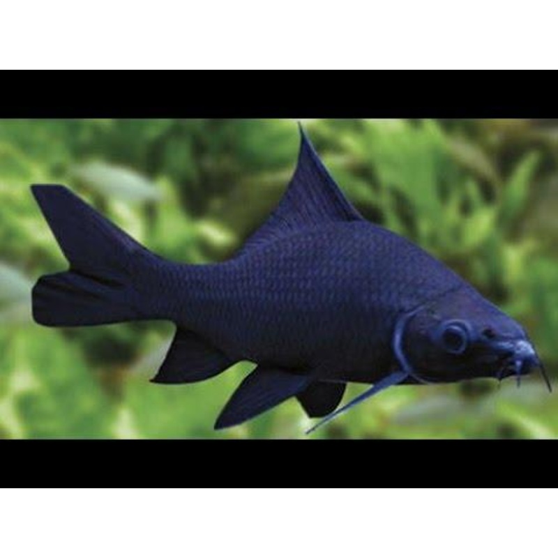 Black Shark