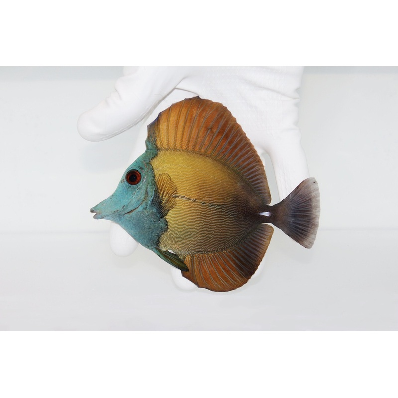 Blue Face Scopas Tang ( Koi Tang)