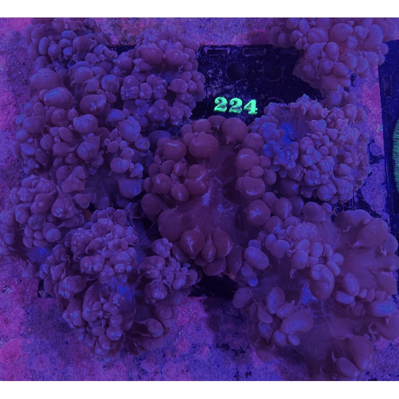 Bubble Coral Frags