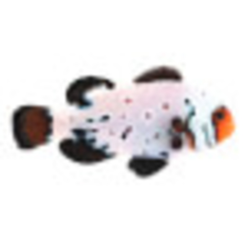 Captive bred Clownfish