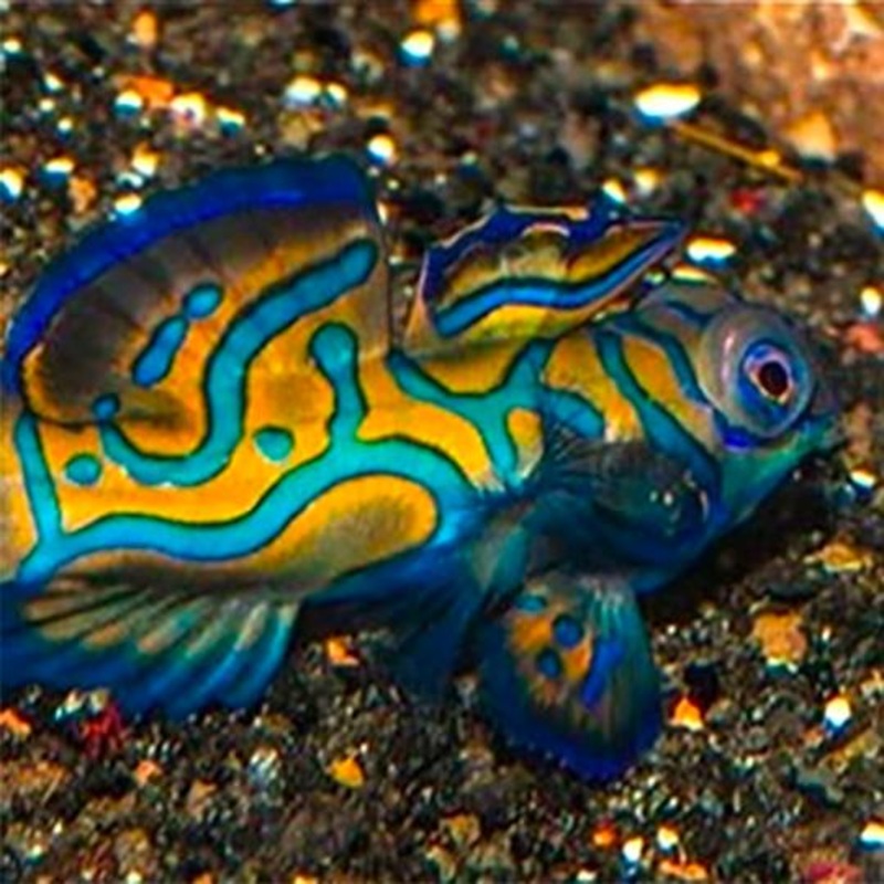 Captive Bred Mandarins