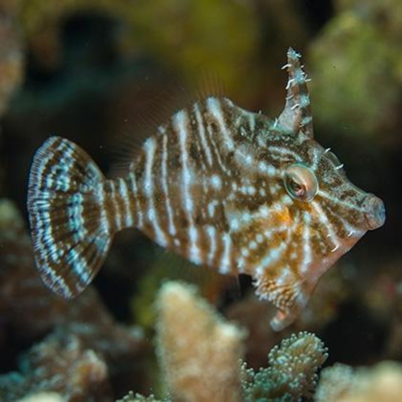 Captive Bred - Radial Filefish