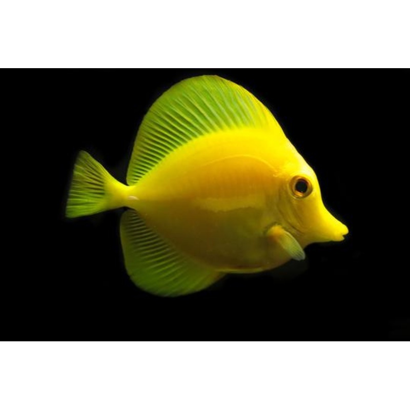 Captive Bred Yellow Tang