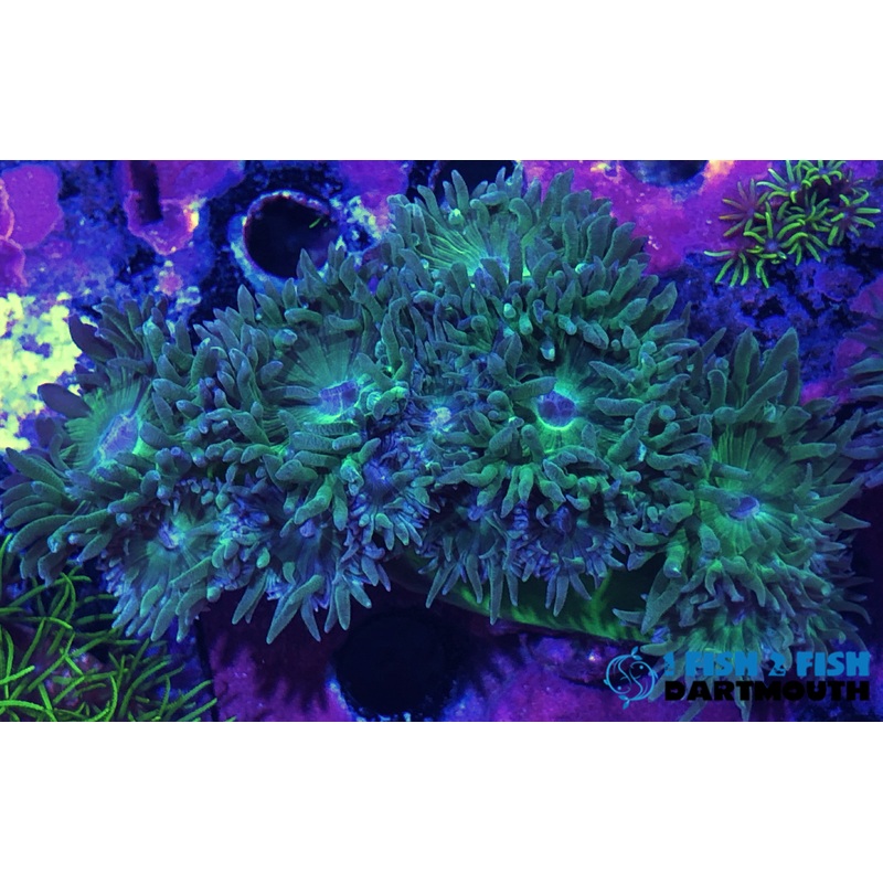 Duncan Coral (216)