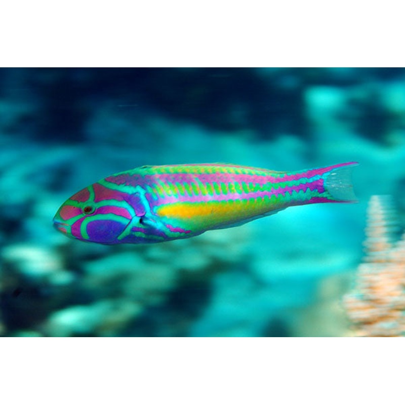 Fivestripe Wrasse ( Thalassoma quinquevittatum ),