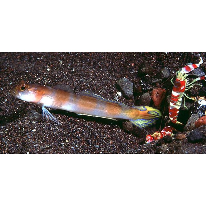 Flagtail Goby