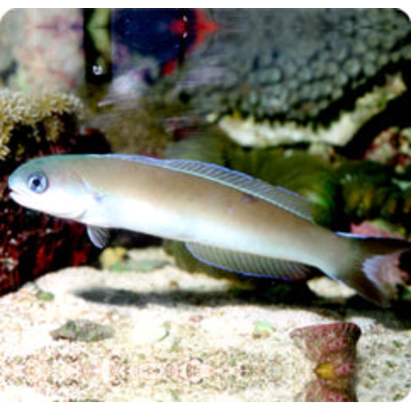 Flashing tilefish