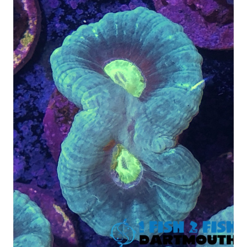 Green Candy Cane ( 292)