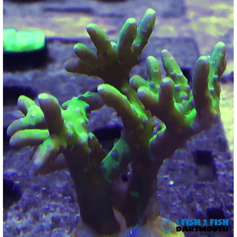 Green Goblin Anacropora (142)