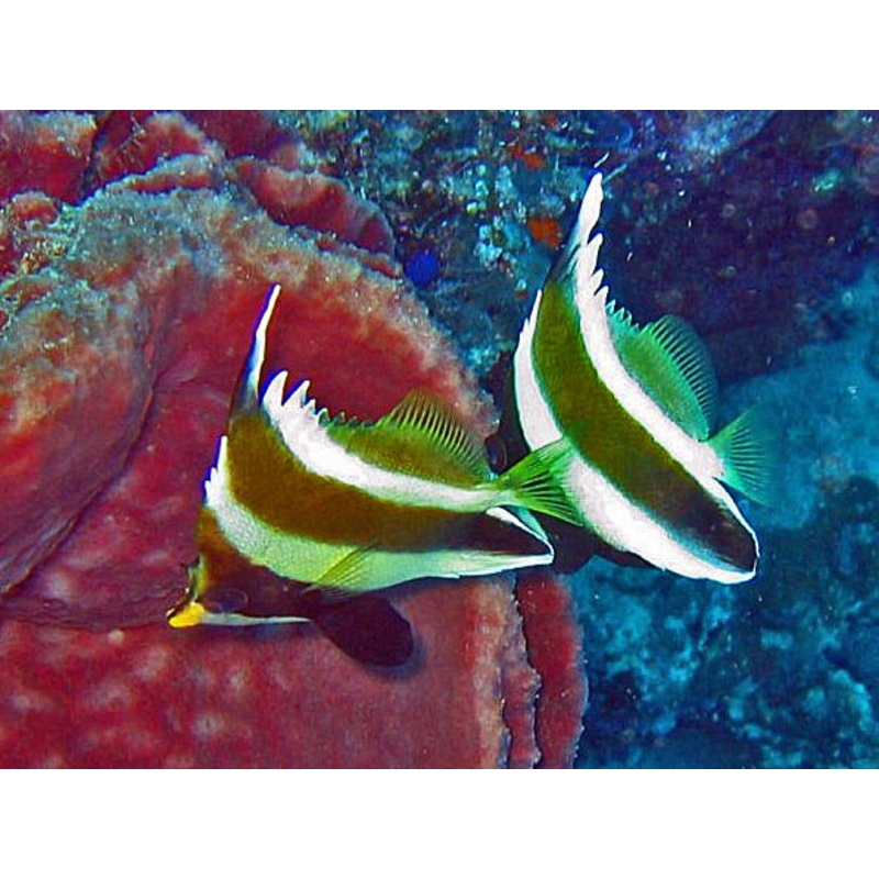Hi Fin Heniochus
