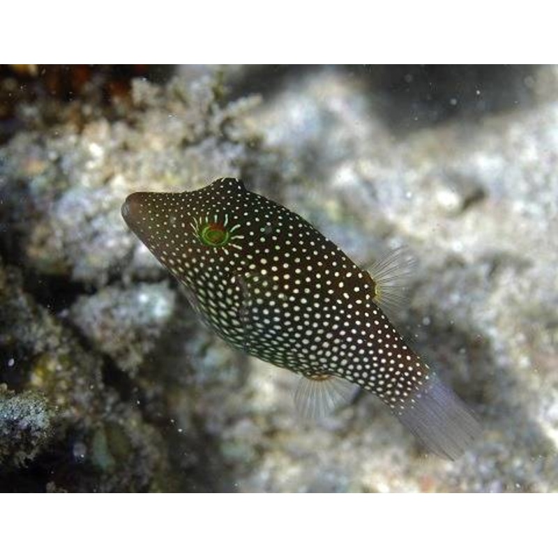 Honeycomb Toby Puffer