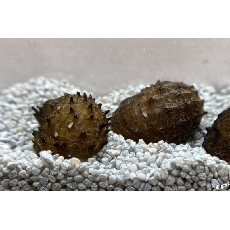 King Koop Nerite Snail (Fruit Snail)
