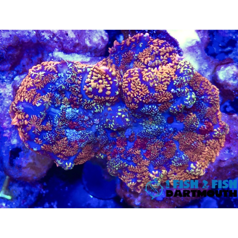 Koolaid Rainbow Rhodactis Mushroom (124)