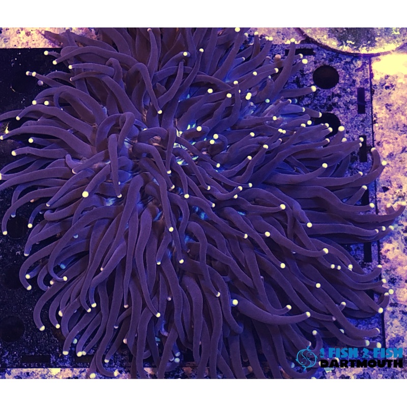 Long Tentacle Plate Coral