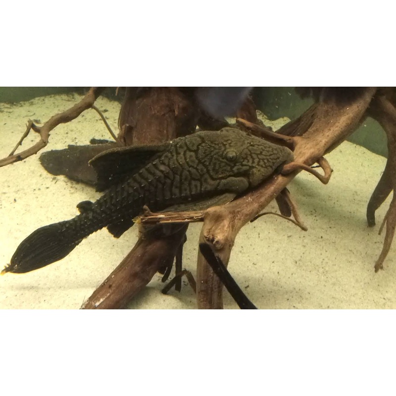 Panaque schaeferi  Titanic Pleco  L203