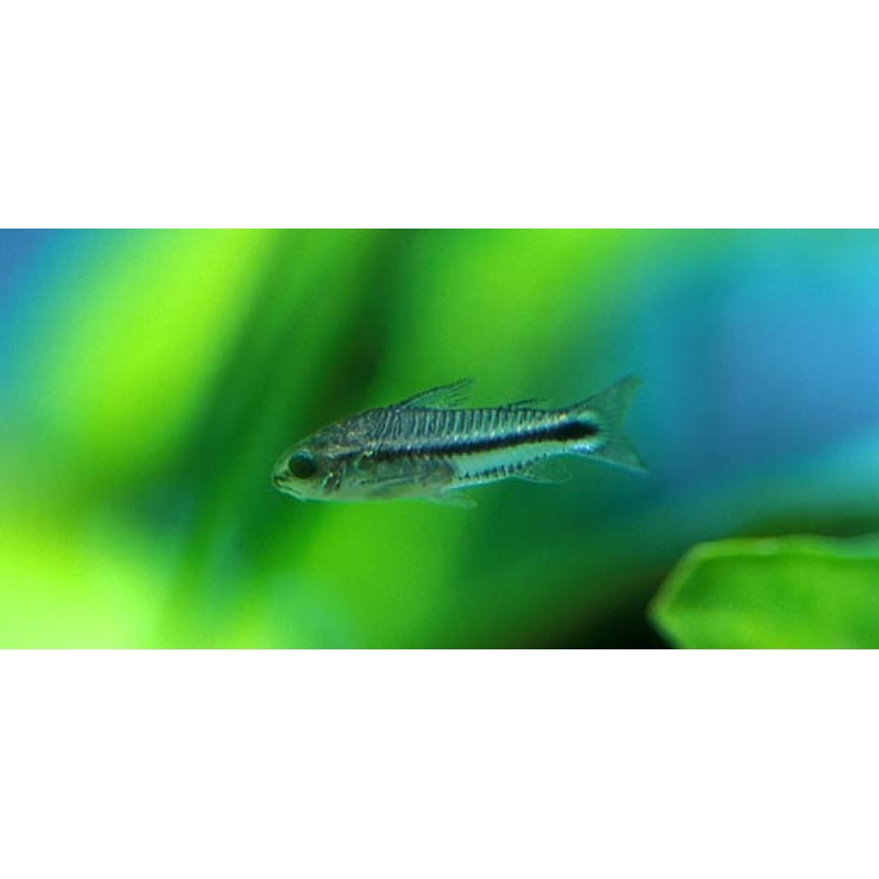 Pigmy Corydoras