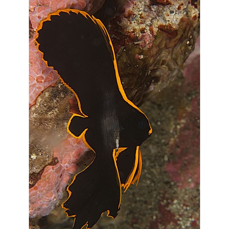 Pinatus Batfish (lg)