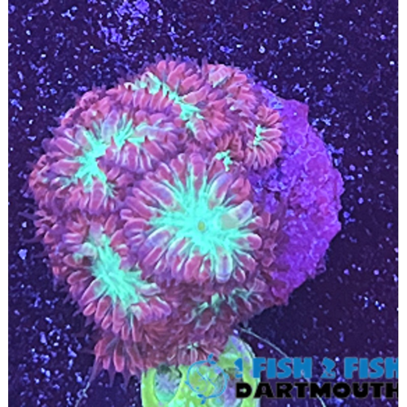 Purple and green blasts