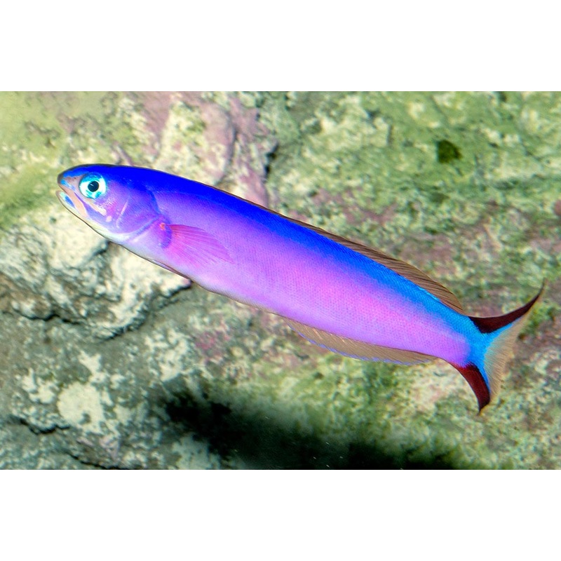 Purple Tilefish