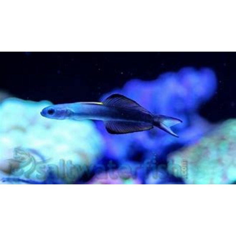 Scissortail Goby