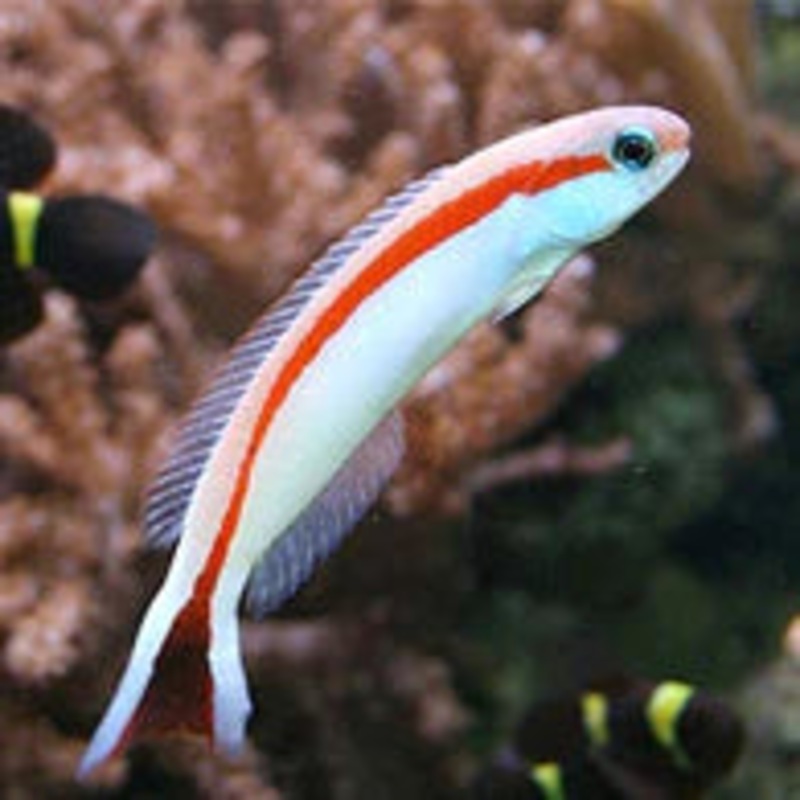 Skunk Tilefish