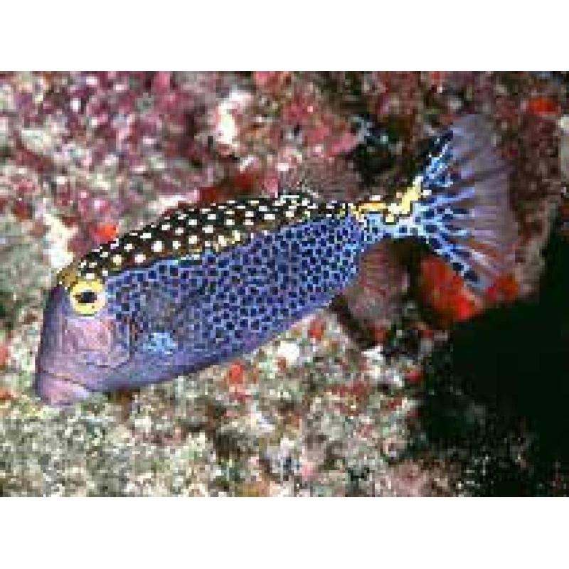Spotted Boxfish - Black - Female