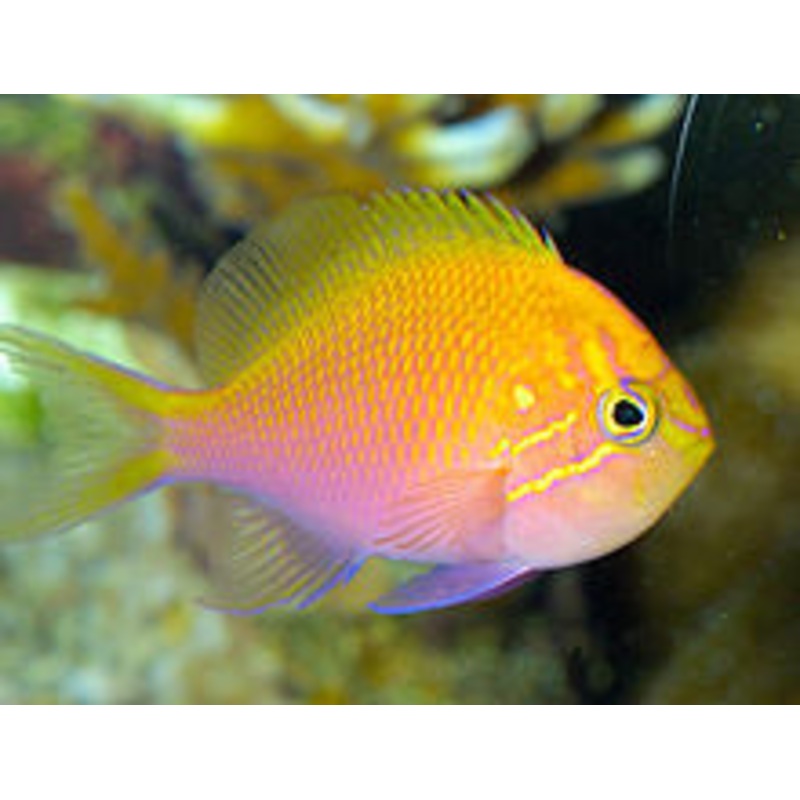 Sunburst Anthias