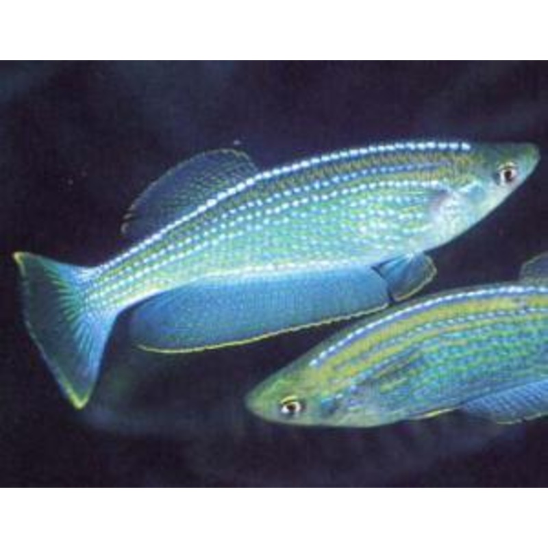 Tanganyika Killifish