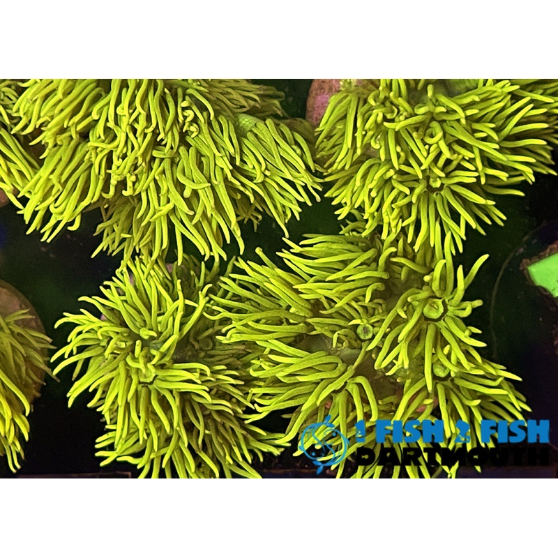 Ultra Yellow Goniopora Frag (101)