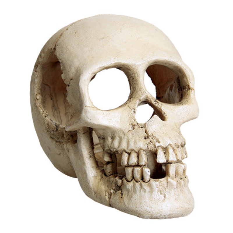 UNDERWATER TREASURES - Skull