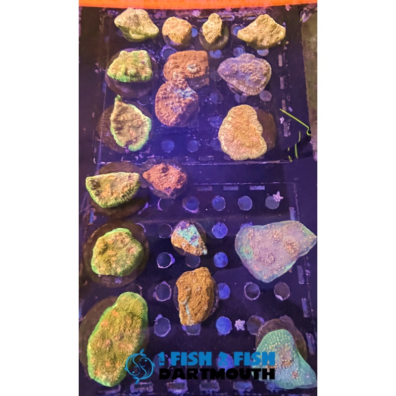 Assorted Ultra Chalice Frags (162)
