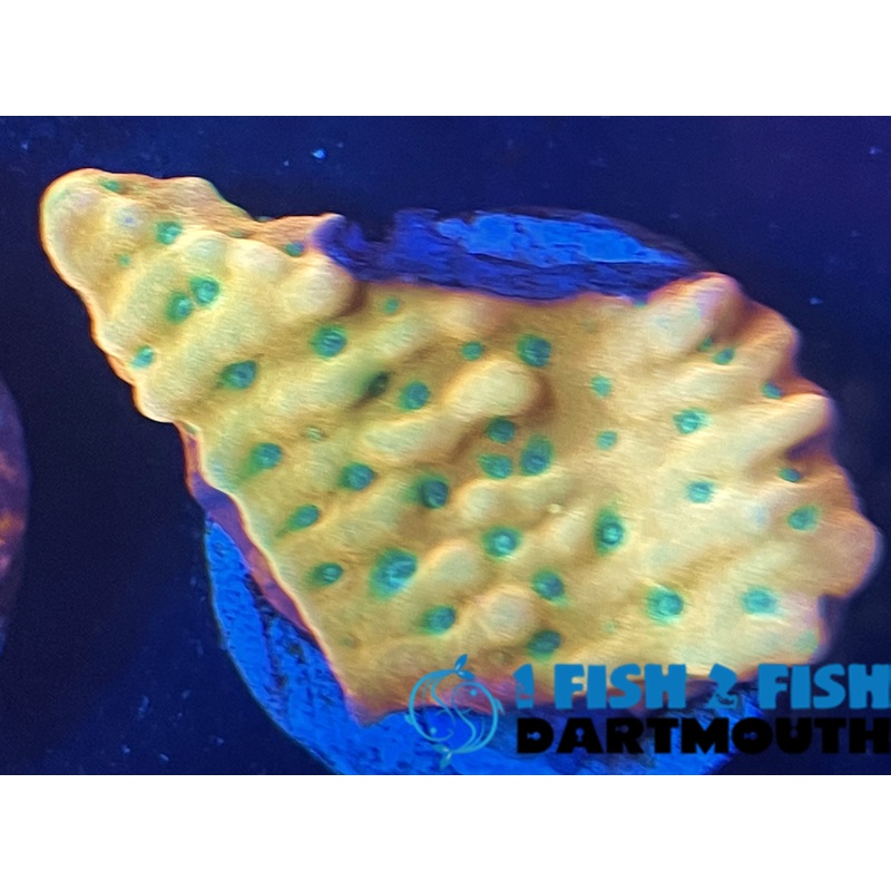 Beach Bum Montipora (163)